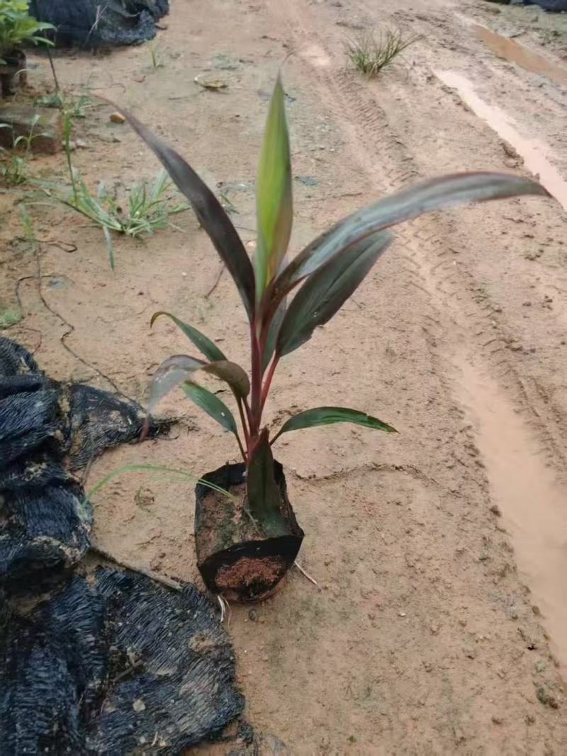 亮叶朱蕉梦幻朱蕉基地大量低价出售