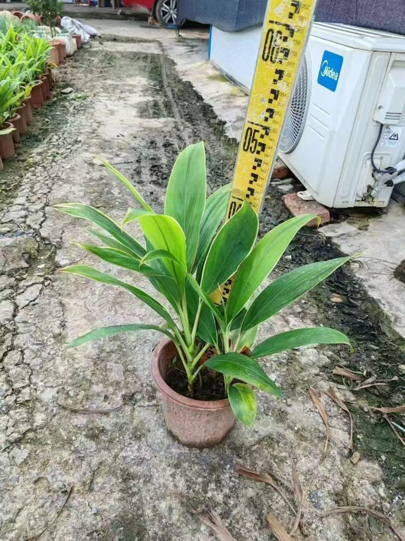 亮叶朱蕉梦幻朱蕉基地大量低价出售