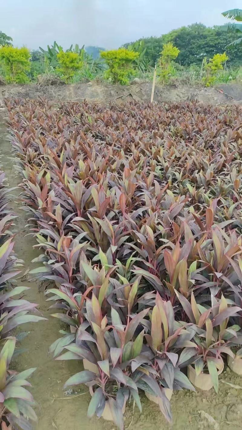 亮叶朱蕉梦幻朱蕉基地大量低价出售