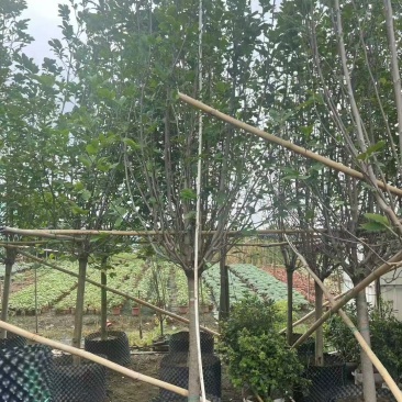 紫玉兰(玉堂春)玉堂春基地大量低价出售