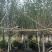 紫玉兰(玉堂春)玉堂春基地大量低价出售