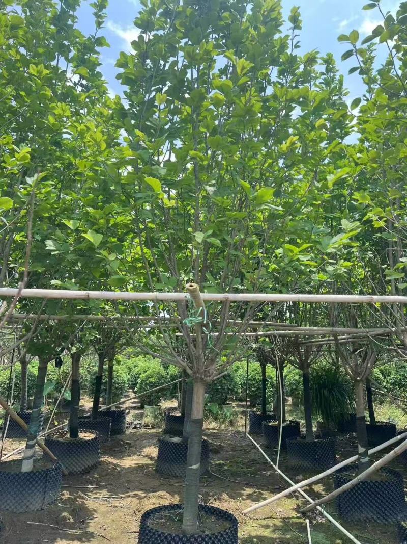 紫玉兰(玉堂春)玉堂春基地大量低价出售