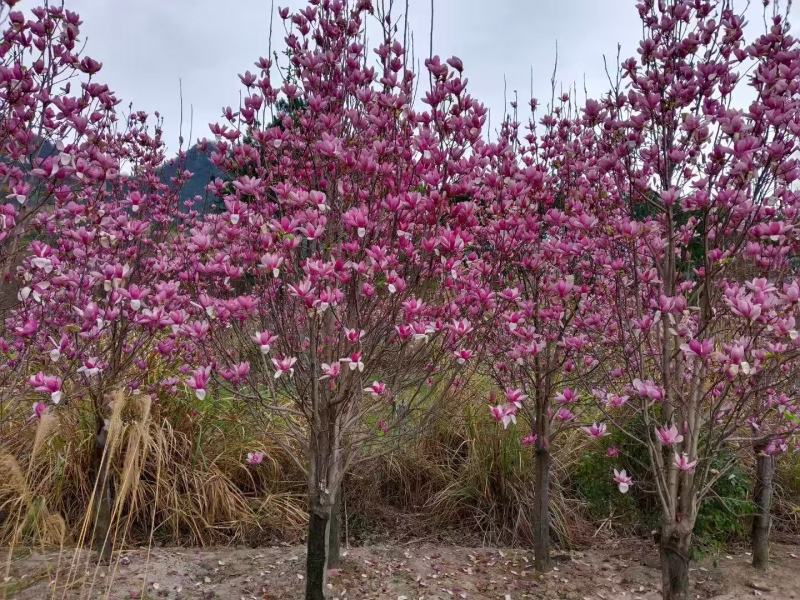 紫玉兰(玉堂春)玉堂春基地大量低价出售