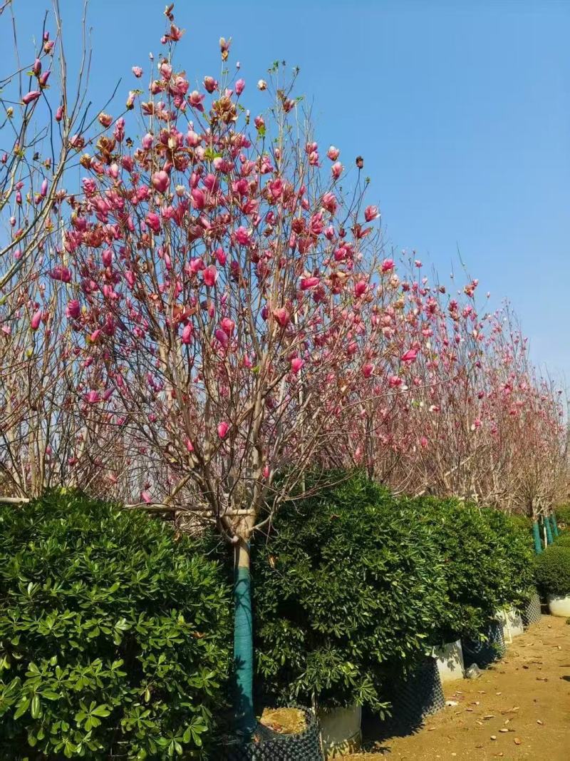 紫玉兰(玉堂春)玉堂春基地大量低价出售