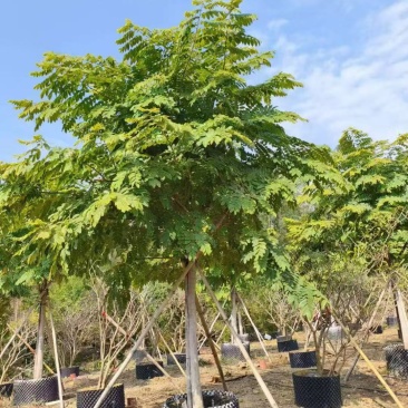 花旗木基地大量低价出售