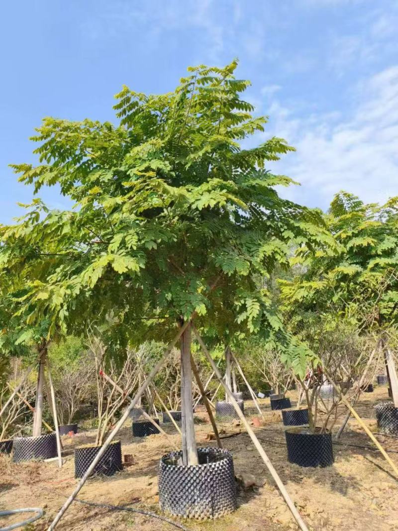花旗木基地大量低价出售