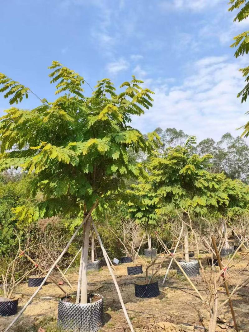 花旗木基地大量低价出售