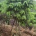 花旗木基地大量低价出售