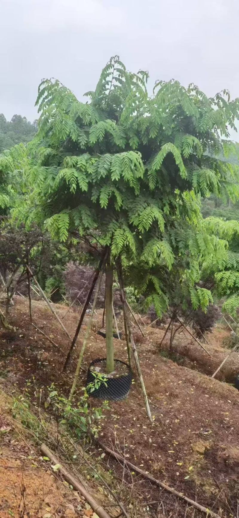 花旗木基地大量低价出售