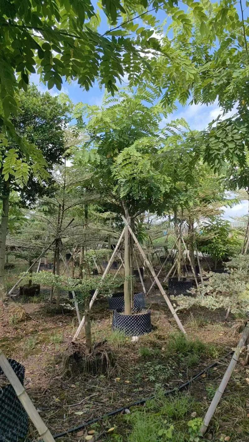 花旗木基地大量低价出售