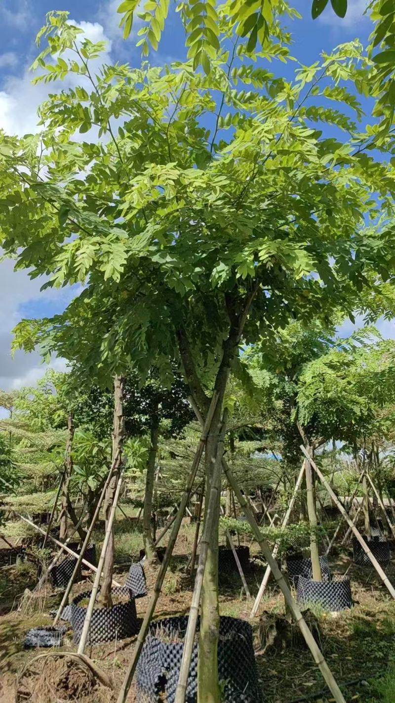 花旗木基地大量低价出售