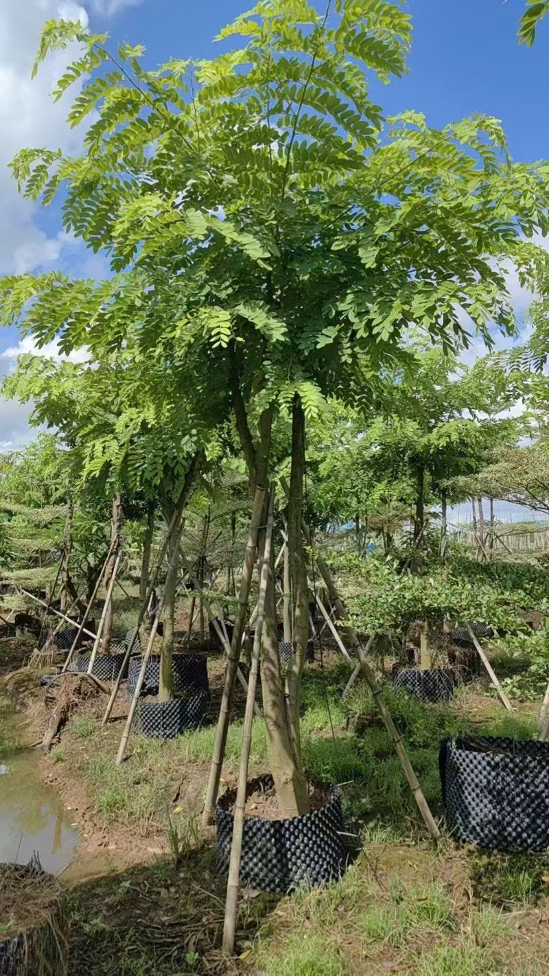 花旗木基地大量低价出售