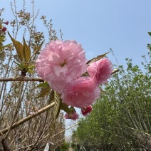 日本樱花广州樱花福建樱花基地大量低价出售