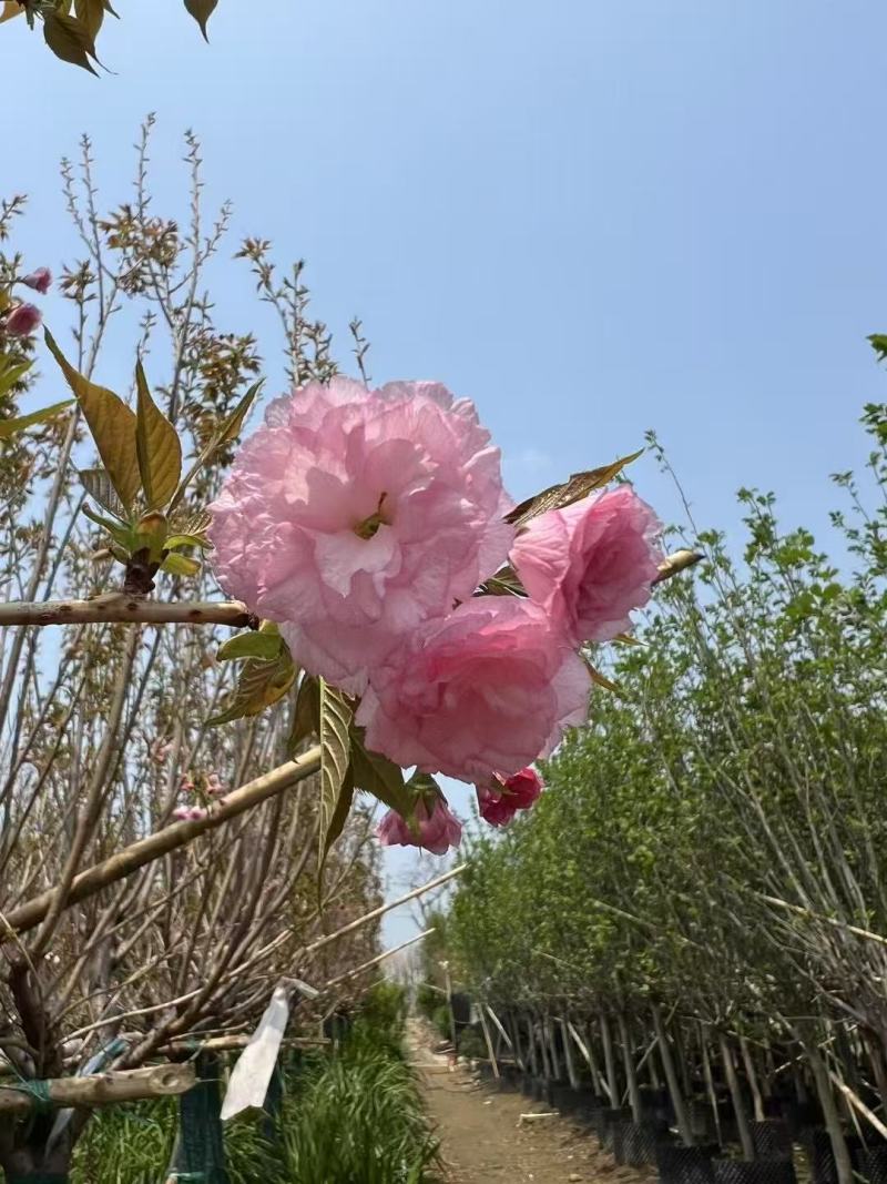 日本樱花广州樱花福建樱花基地大量低价出售