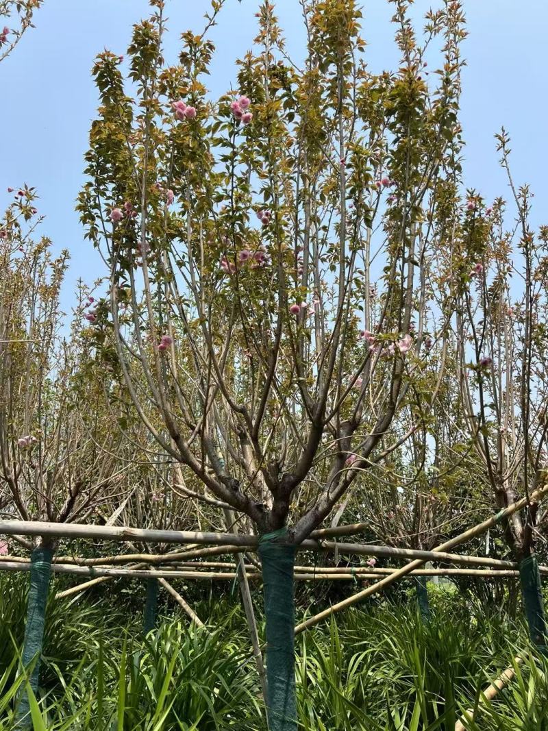 日本樱花广州樱花福建樱花基地大量低价出售