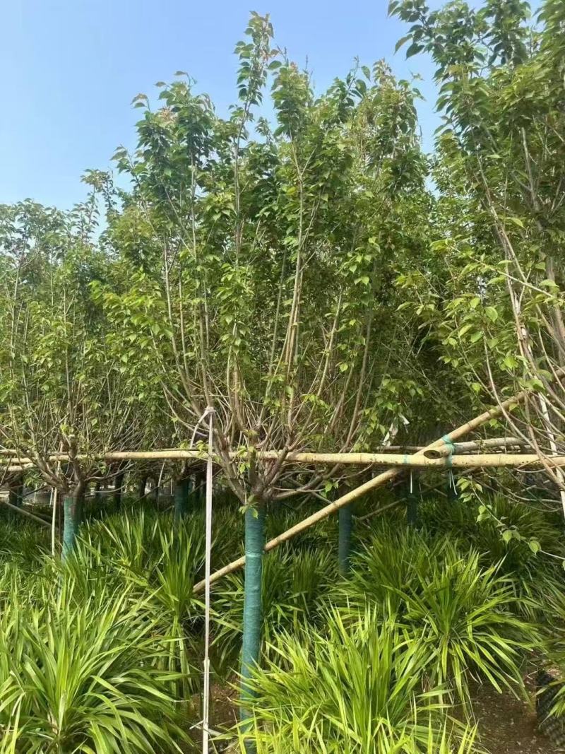 日本樱花广州樱花福建樱花基地大量低价出售