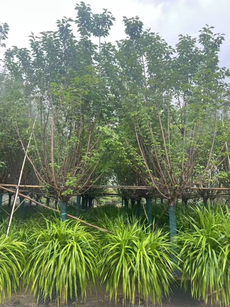 日本樱花广州樱花福建樱花基地大量低价出售