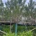 日本樱花广州樱花福建樱花基地大量低价出售