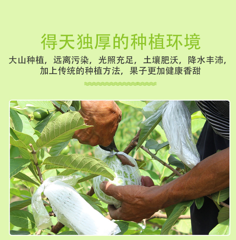 福建白心芭乐一件代发产地直发一手货源对接各大电商平台