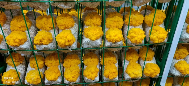 金耳鲜品大量供应保质保量，诚信经营致电联系