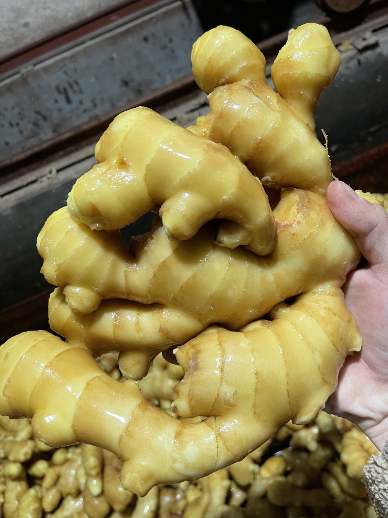 安徽精品生姜水洗姜小黄姜大黄姜风干姜量大价优走市场