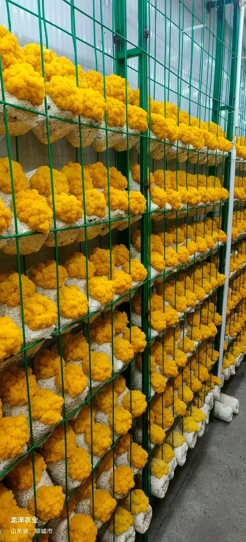 金耳鲜品大量供应保质保量，诚信经营致电联系