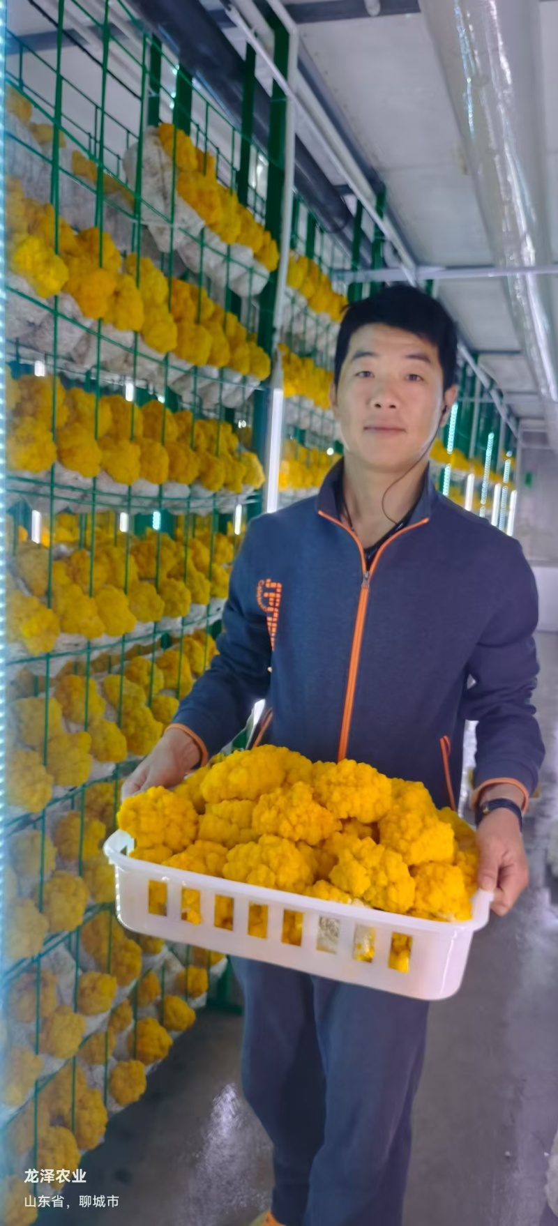 金耳鲜品大量供应保质保量，诚信经营致电联系