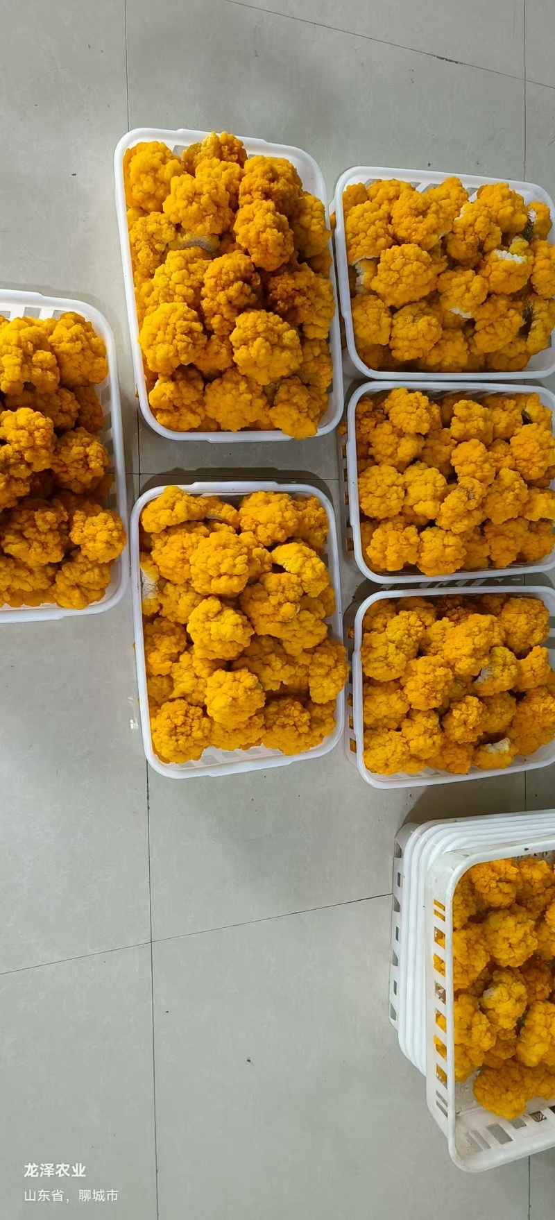 金耳鲜品大量供应保质保量，诚信经营致电联系