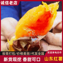 山东精品万亩龙九烟薯沙地蜜薯安丘红薯优惠口感软糯