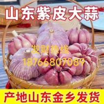 精品金乡大蒜产地直发价格美丽对接各大商超欢迎咨询