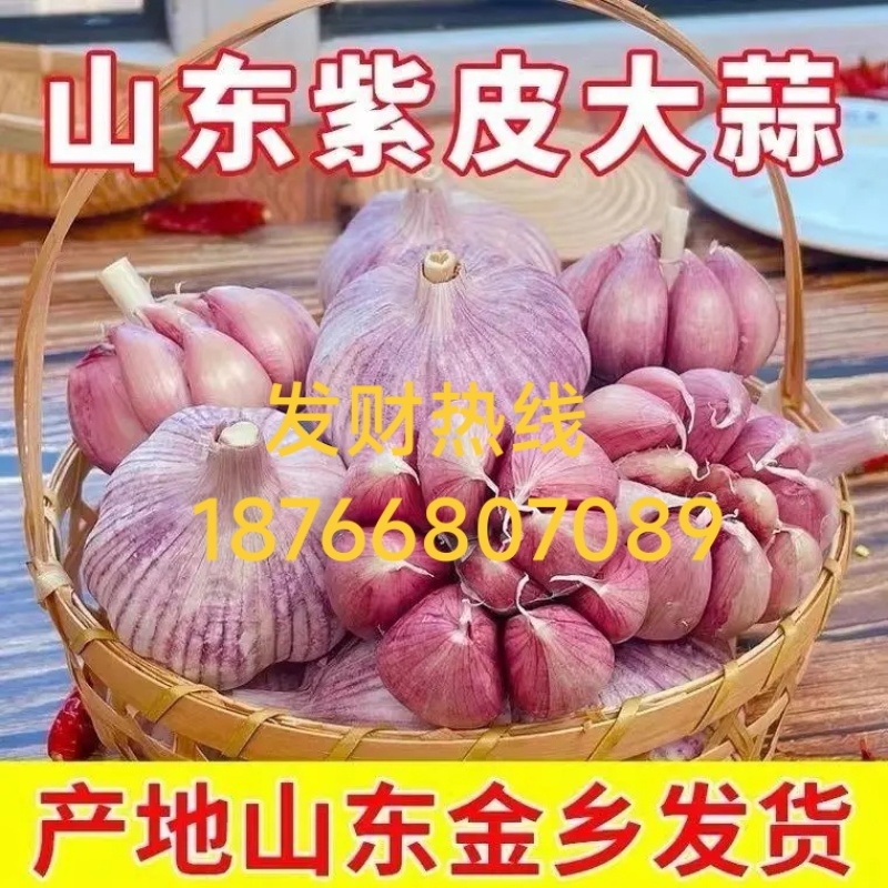 精品金乡大蒜产地直发价格美丽对接各大商超欢迎咨询