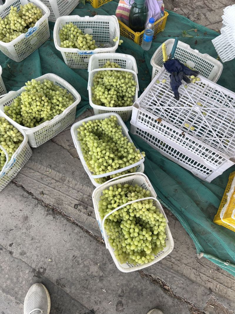 无核白葡萄基地直销量大质优价格优惠一手货源欢迎咨询