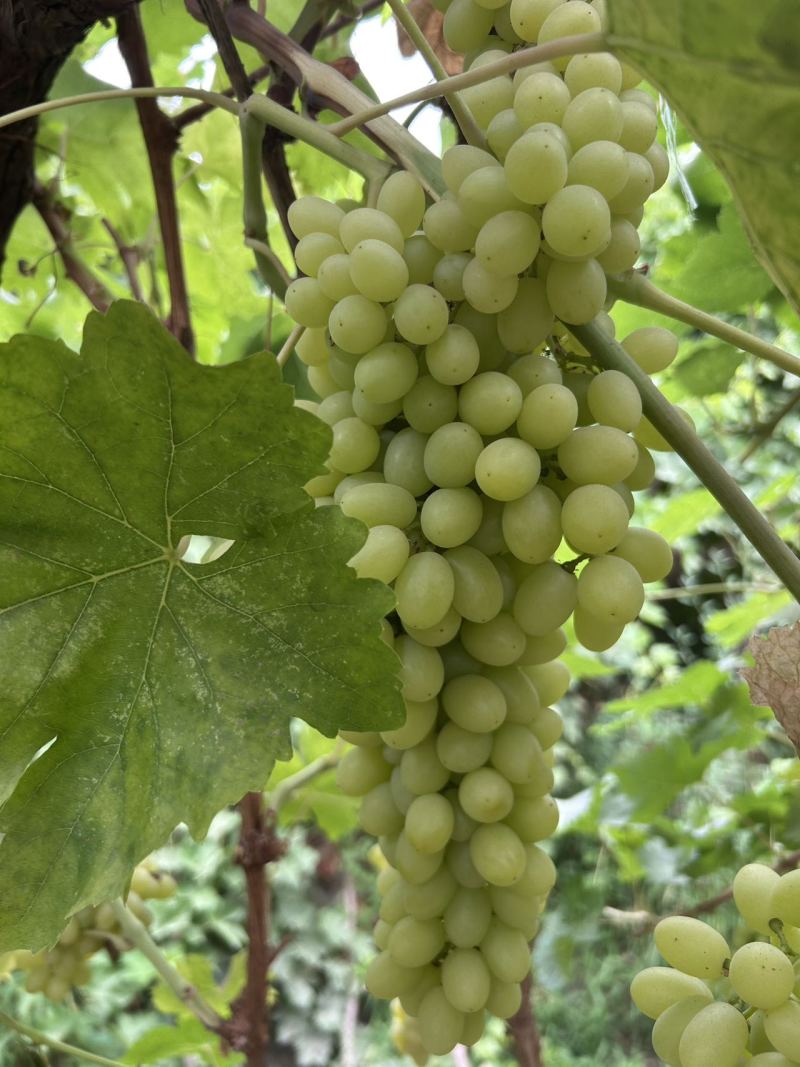 无核白葡萄基地直销量大质优价格优惠一手货源欢迎咨询