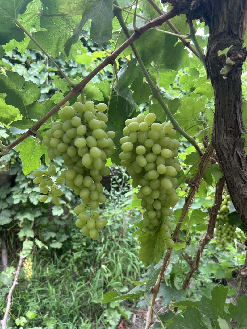无核白葡萄基地直销量大质优价格优惠一手货源欢迎咨询