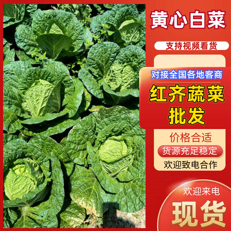 高山黄心大白菜大量有货品质保证价格优惠发市场商超