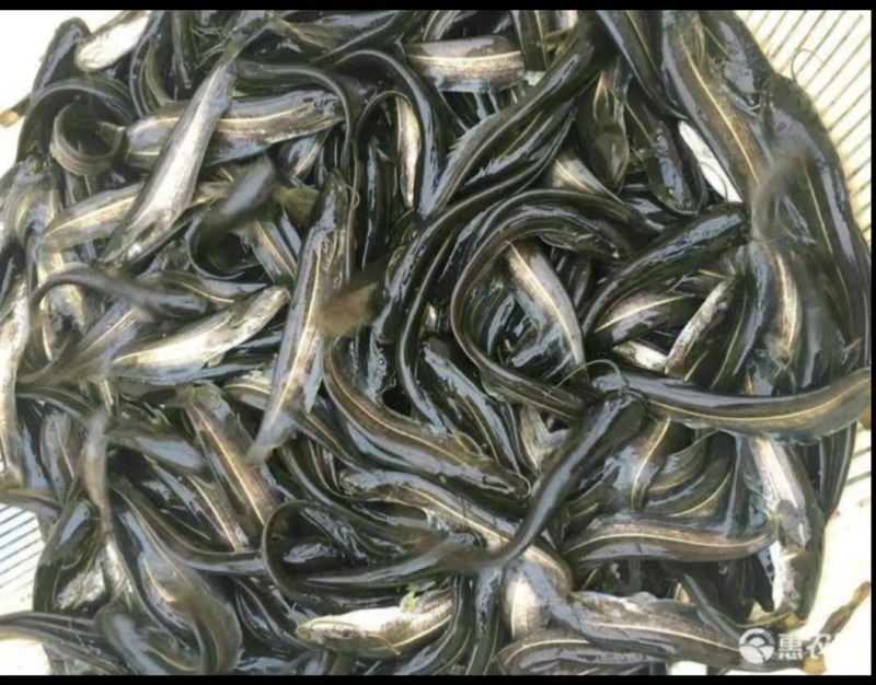 大口鲢鱼苗常年供货淡水专业养殖包成活提供技术指导