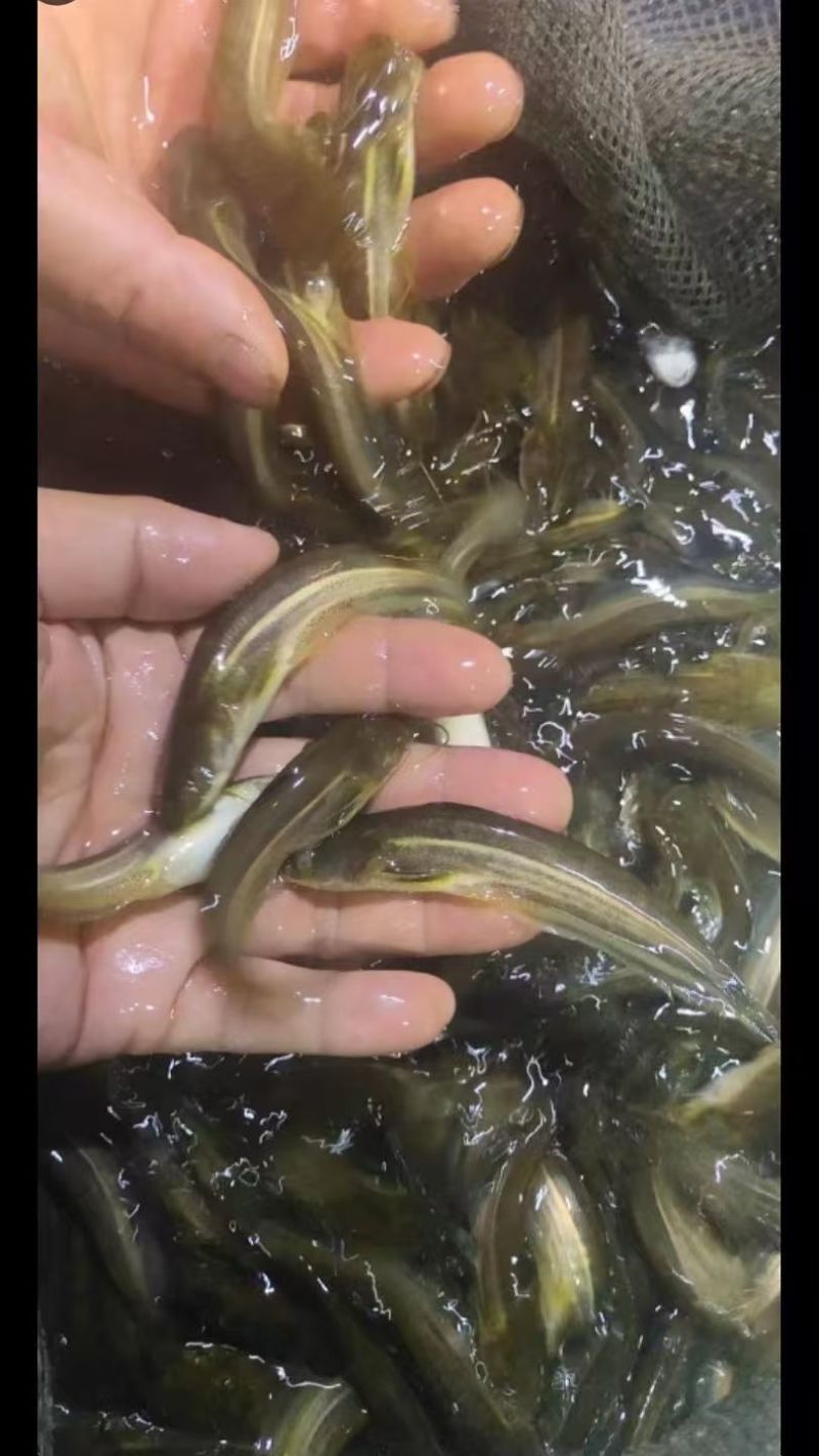 大口鲢鱼苗常年供货淡水专业养殖包成活提供技术指导
