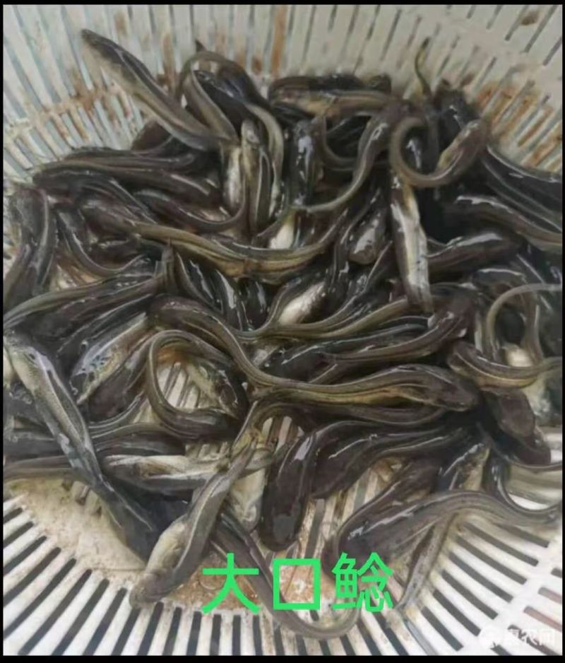 大口鲢鱼苗常年供货淡水专业养殖包成活提供技术指导