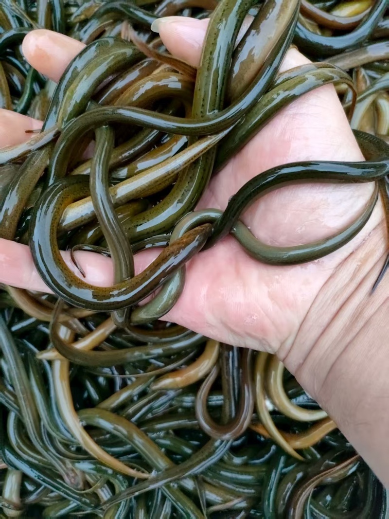 鲜活鳝鱼苗正大9号，抗病好易成活提供技术支持送货上门