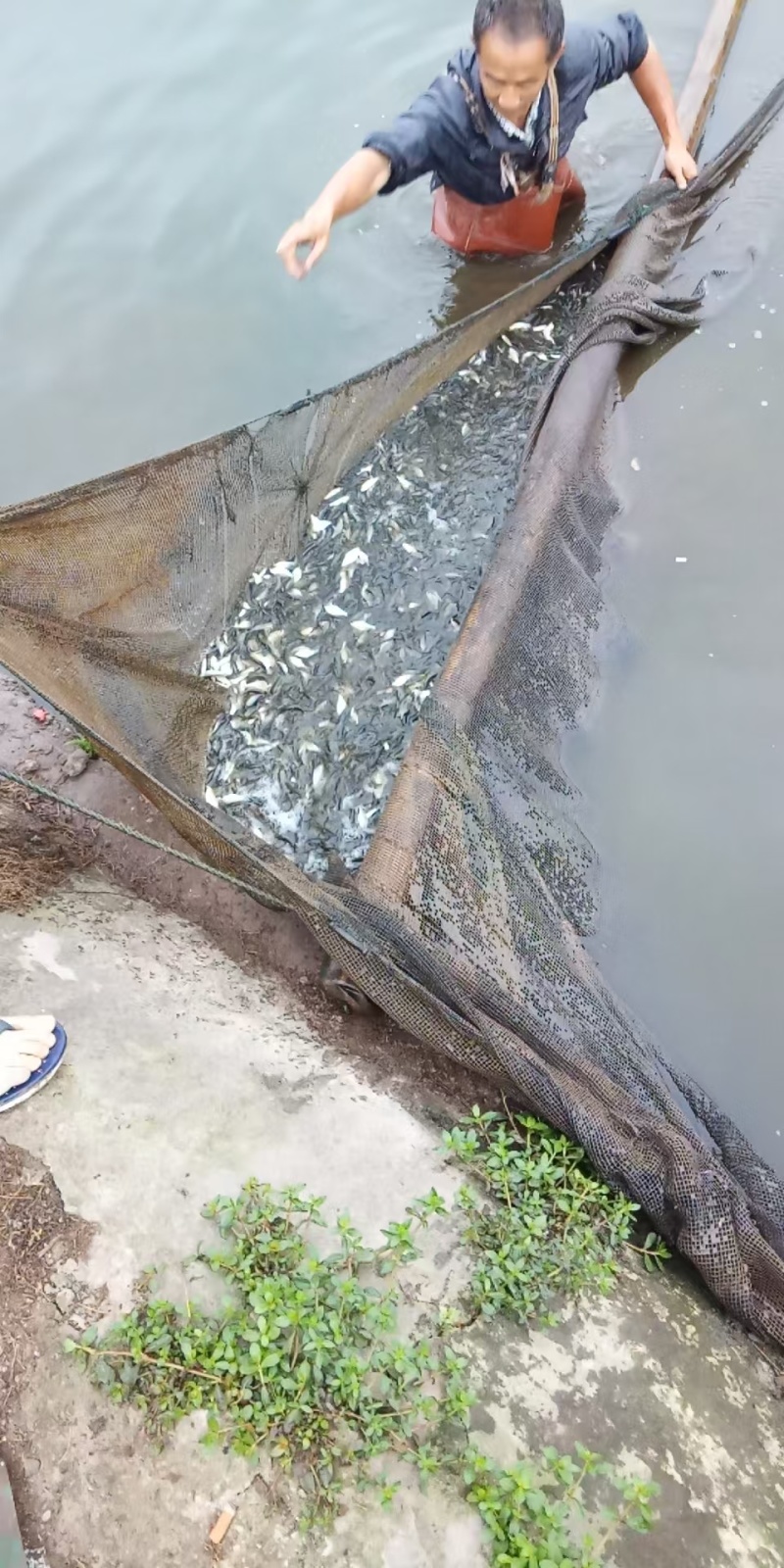 花鲢鱼苗长期出售各类鱼苗品种齐全欢迎云贵川客户选购