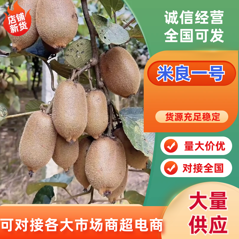 湖南湘西吉首凤凰县产区米良1号开始出货货源充足，量大从优