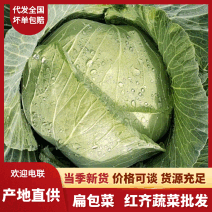 【实力商家】精选扁包菜，湖北高山甘蓝品质高口感好产地直供