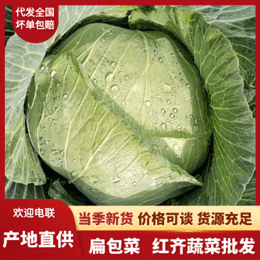 【实力商家】精选扁包菜，湖北高山甘蓝品质高口感好产地直供