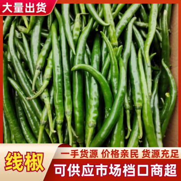 线椒山东精品线椒基地现摘现发供应全国市场电商