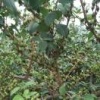 元氏县鑫云种植专业合作社的一亩田店铺