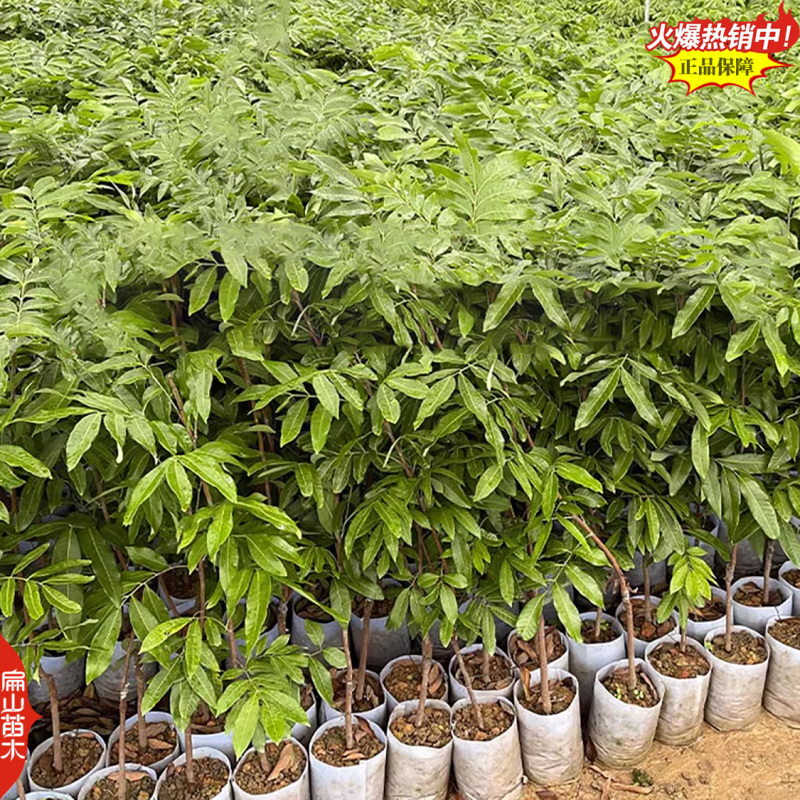 实力说话广西储良龙眼苗批发东壁无核龙眼树苗10万棵