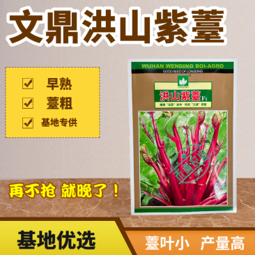 【文鼎菜苔】洪山紫薹基地菜农专用正宗武汉红菜苔种子耐寒