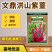 【文鼎菜苔】洪山紫薹基地菜农专用正宗武汉红菜苔种子耐寒