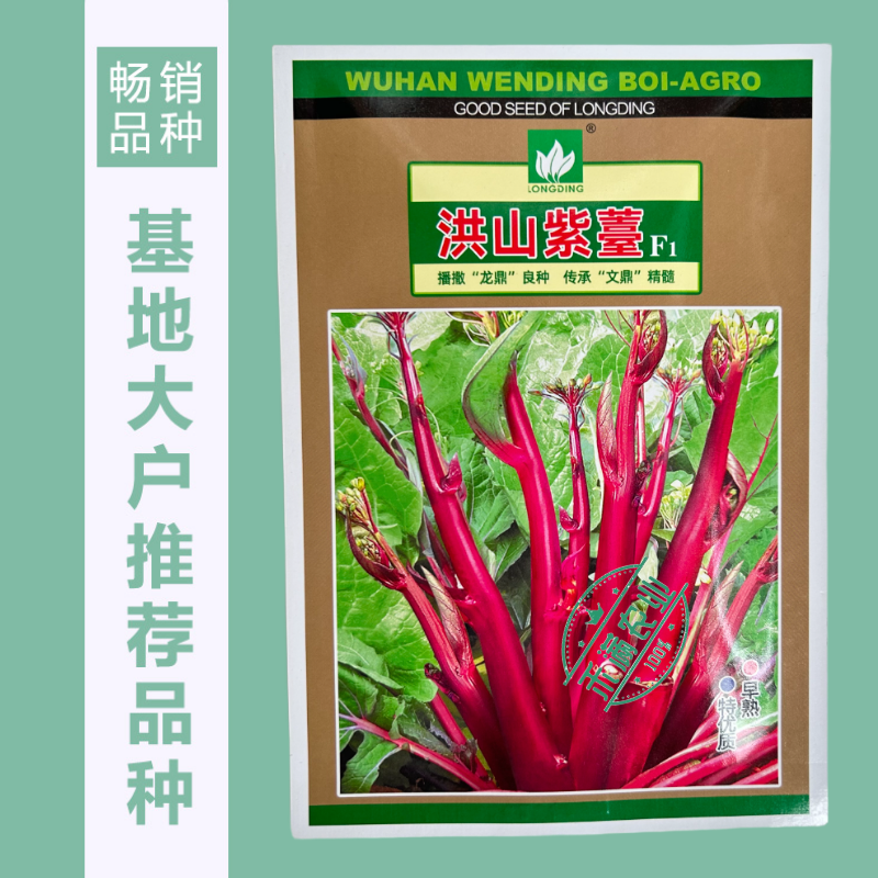 【文鼎菜苔】洪山紫薹基地菜农专用正宗武汉红菜苔种子耐寒