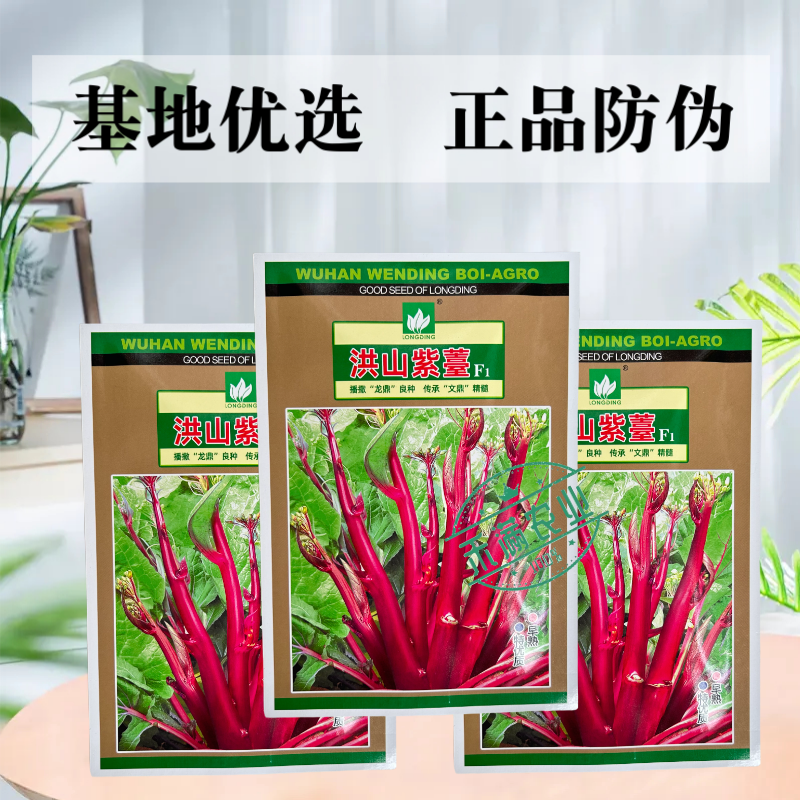 【文鼎菜苔】洪山紫薹基地菜农专用正宗武汉红菜苔种子耐寒